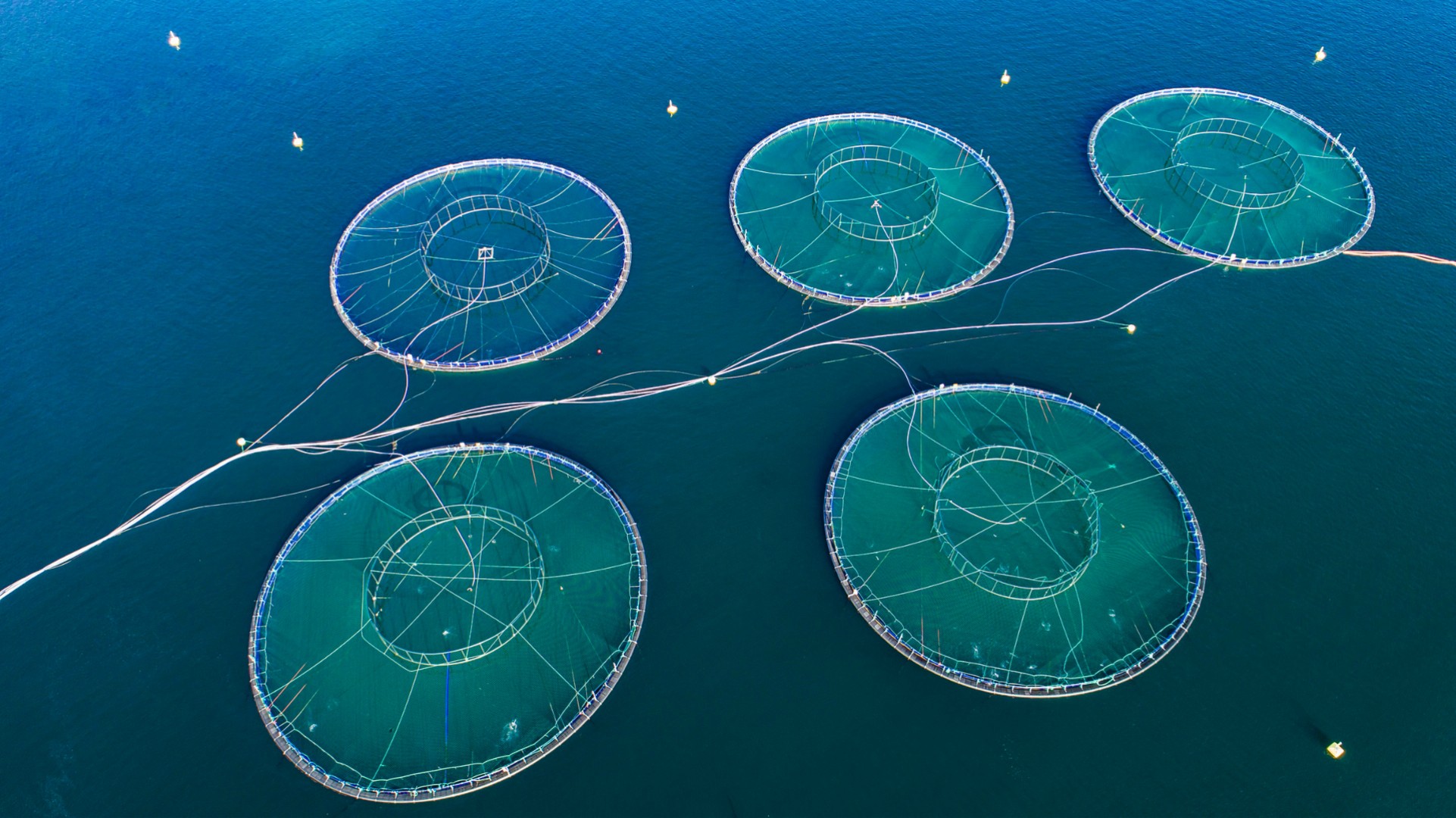 Salmones Friosur SA has been acquired by Exportadora Los Fiordos, a subsidiary of  Exportadora Los Fiordos Ltda.