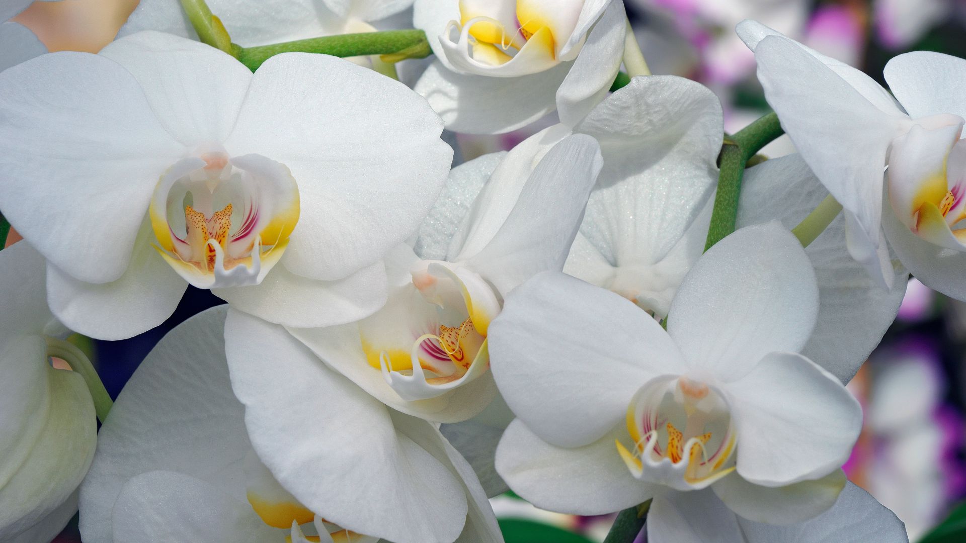 Microflor has been acquired by Smile Invest