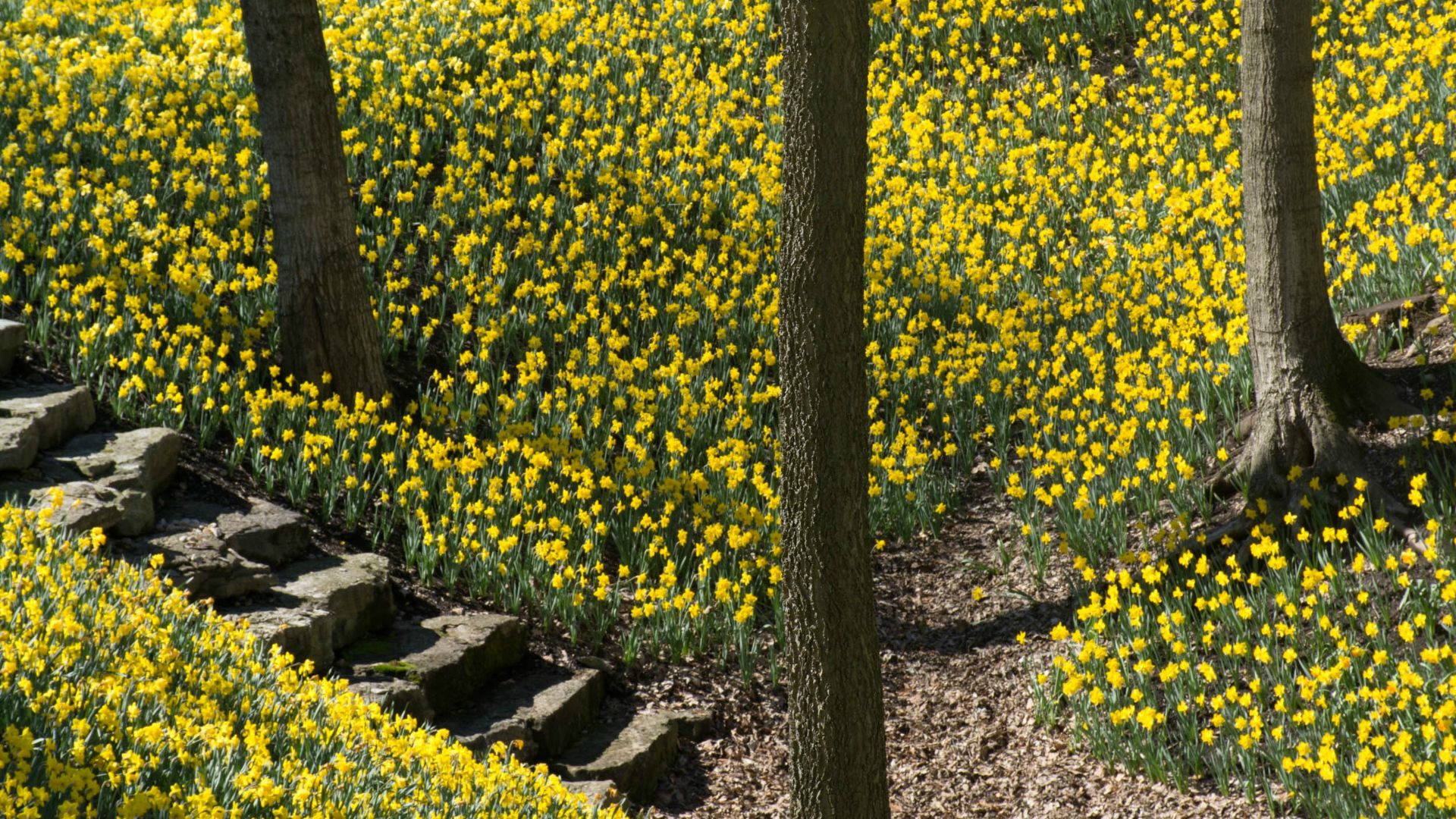 Greenyard Flowers UK has been acquired by Yellow Holdings Ltd.