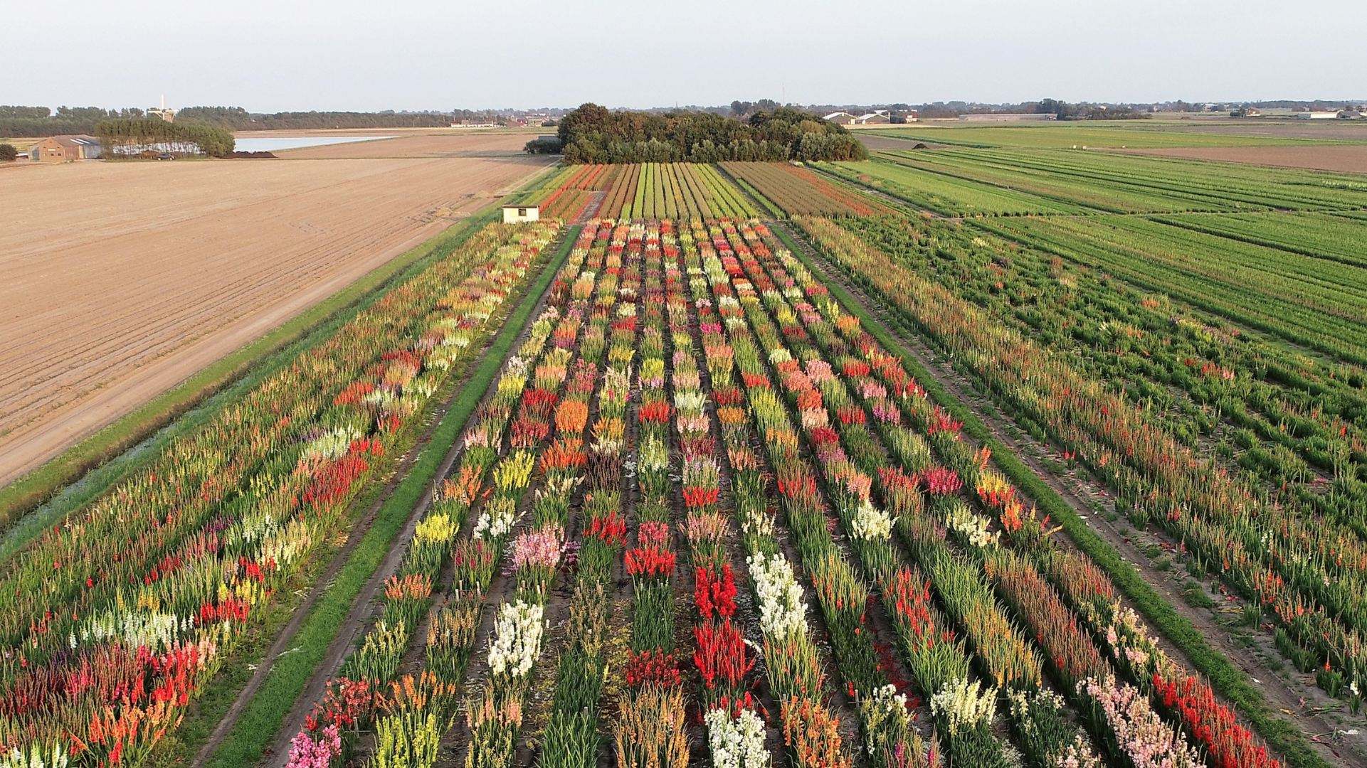 For Ever has entered into a strategic partnership with Synergia Capital Partners