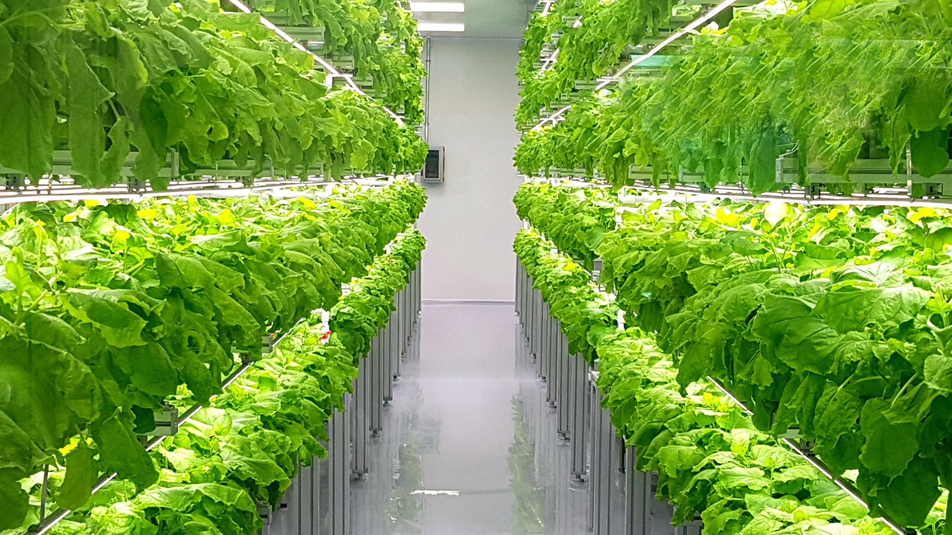 Archisen focuses on urban farming