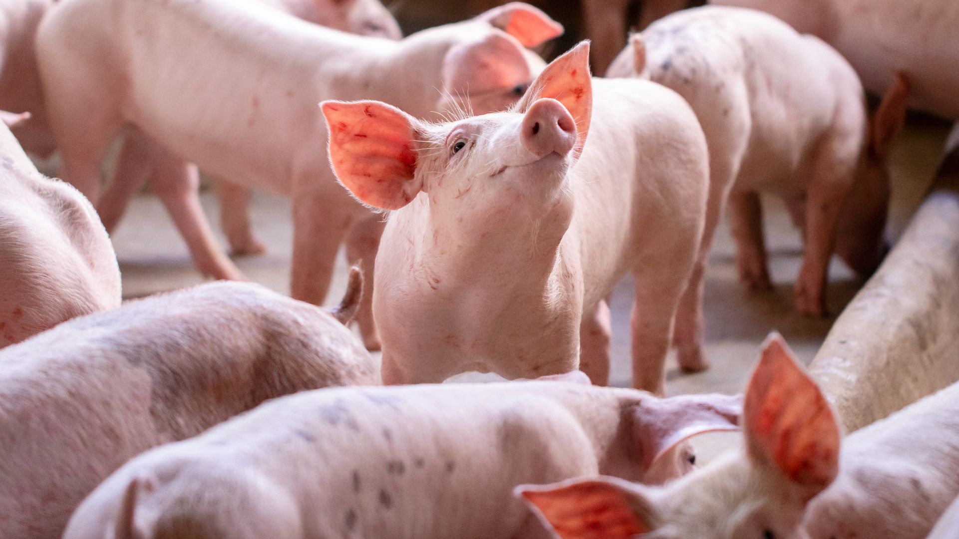 Kirkenes Fondsforvaltning has sold a minority stake in Baltic Pork to Mørk Engebretsen Invest