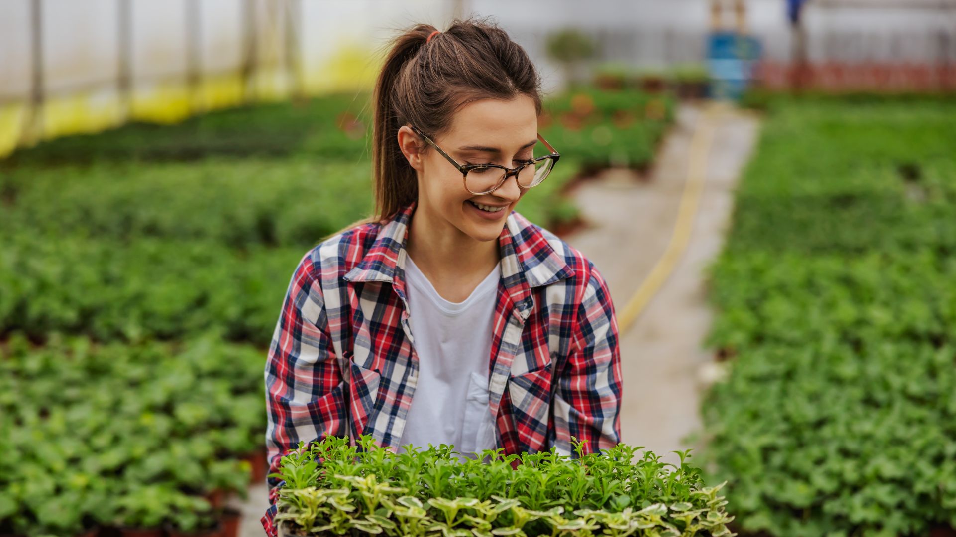 Les pépinières Brookdale Treeland Nurseries ont vendu une participation majoritaire à Rouge River Capital.