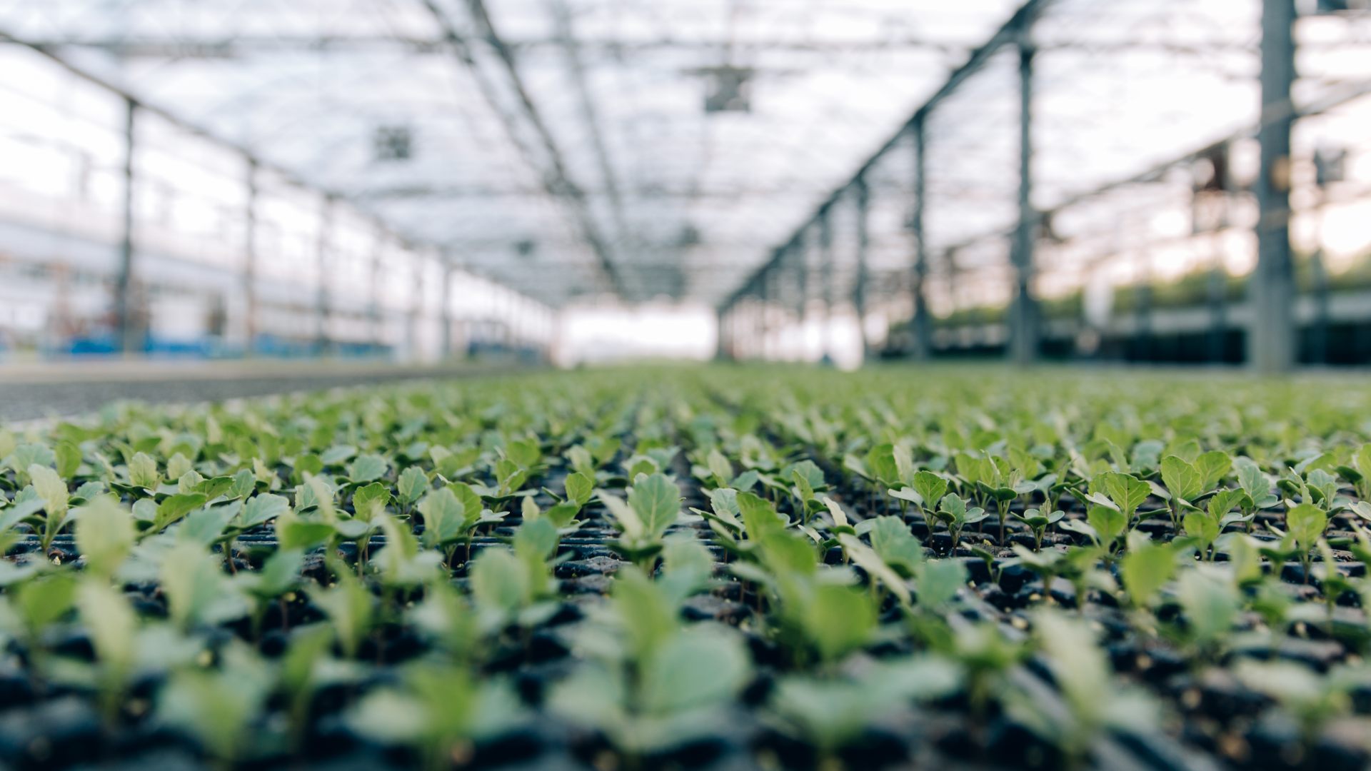 Atlas Greenhouse has been acquired by Mangrove Equity Partners