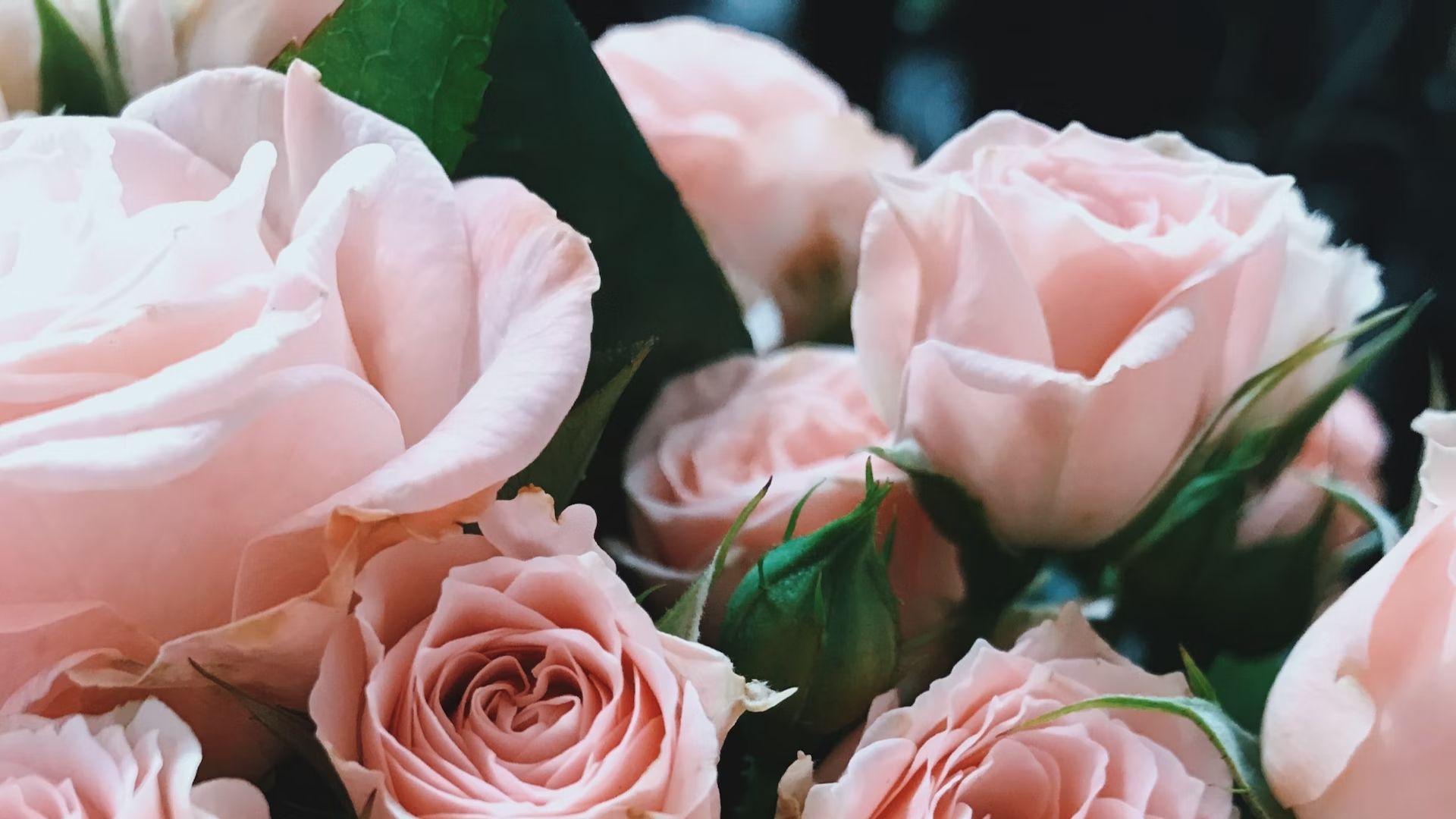 Dutch Flower Group has become a shareholder of Nini Herburg Roses