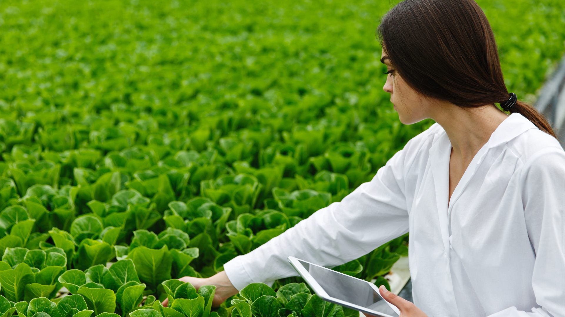 SICIT Group has been acquired by Renaissance Partners and TPG Rise Climate