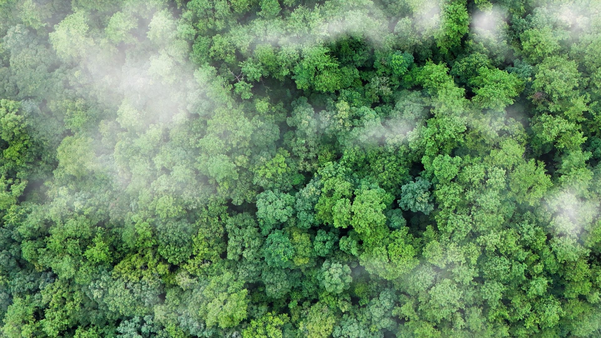 Strawberry Equities has sold Ecohz to Caely Renewables